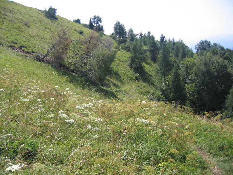 Volucella inanis....dal Trentino